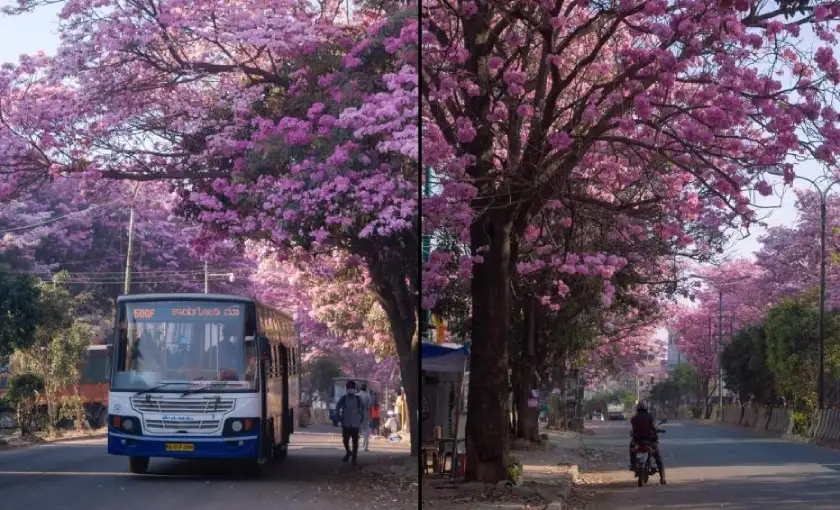 Cherry Blossoms in Bengaluru (Image Credit: whats hot)